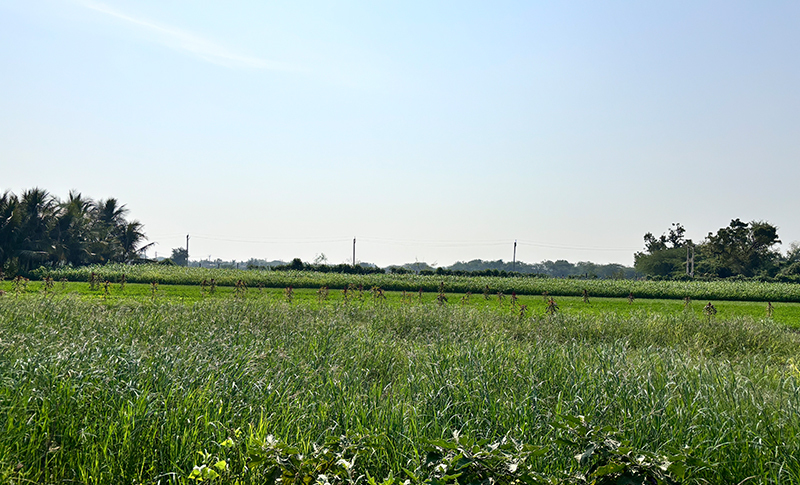 Hathab Farm House View